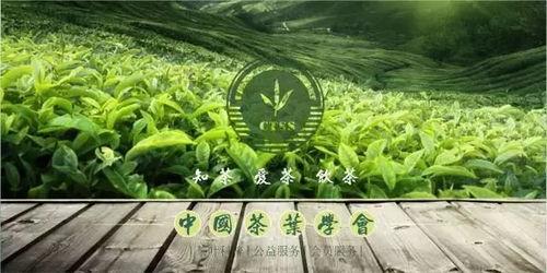 中国茶叶爆料视频最新版,传承与创新共舞